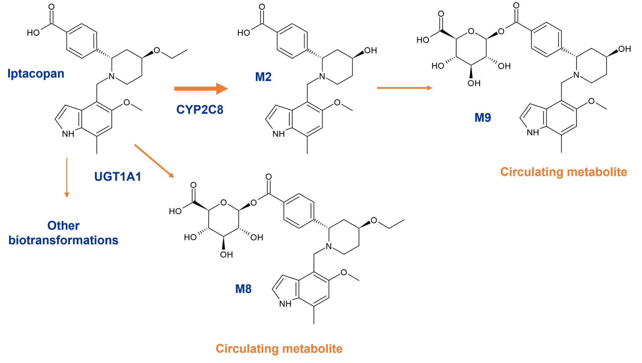 Metabolism Of Fda Approved Small Molecules Part Hypha